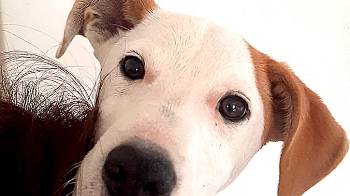 Buscan un hogar