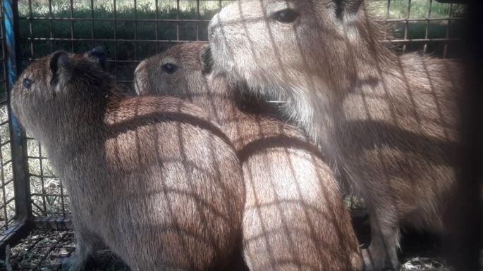 Encontraron tres carpinchos cachorros al costado de la Ruta Nacional 7