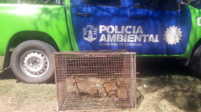 Encontraron tres carpinchos cachorros al costado de la Ruta Nacional 7