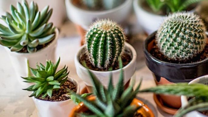 Vuelve ExpoCactus a la ciudad