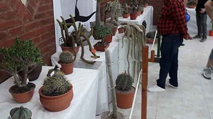 Exponen desde hoy unas 250 especies de cactus y crasas