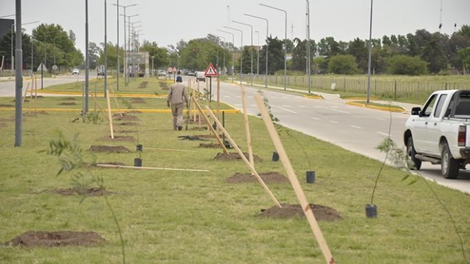 Plantaron dos mil árboles en lo que va del año, pero quieren llegar a cinco mil