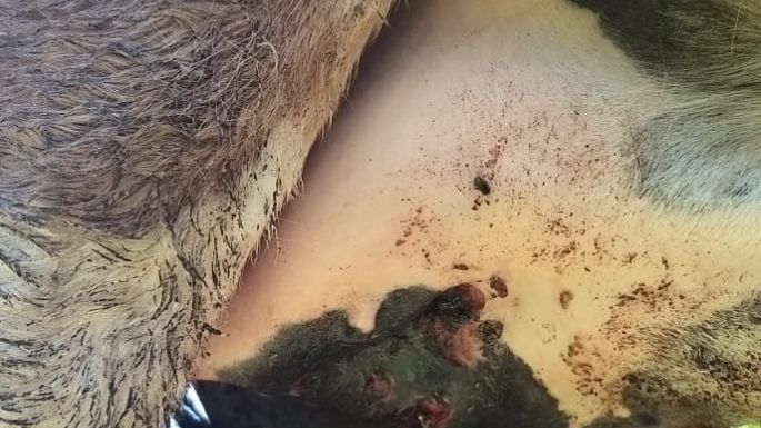 Rescataron a un caballo muy lastimado e imputaron a su dueño