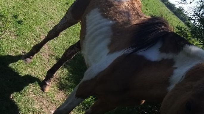 Rescataron a un caballo muy lastimado e imputaron a su dueño