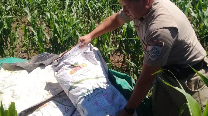 Detuvieron a un hombre por el robo de 50 bolsas de semillas de maíz para siembra