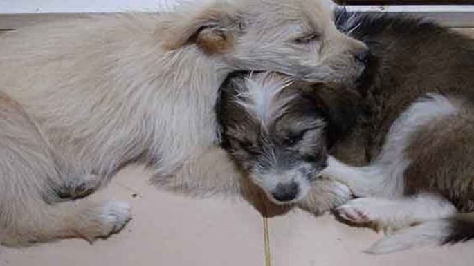 Buscan un hogar