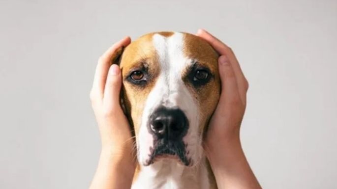 Pesadilla de las mascotas