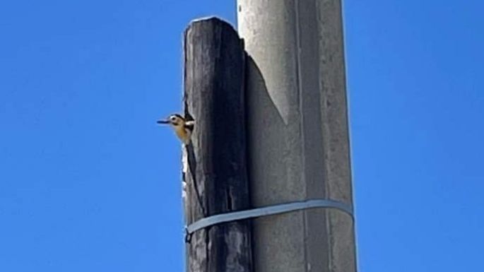 Cambiaron los postes de madera y preservaron los nidos de pájaros carpinteros