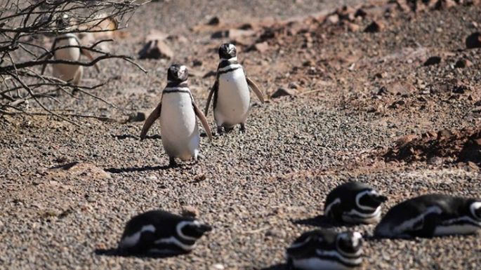 Múltiples denuncias por la matanza de pingüinos