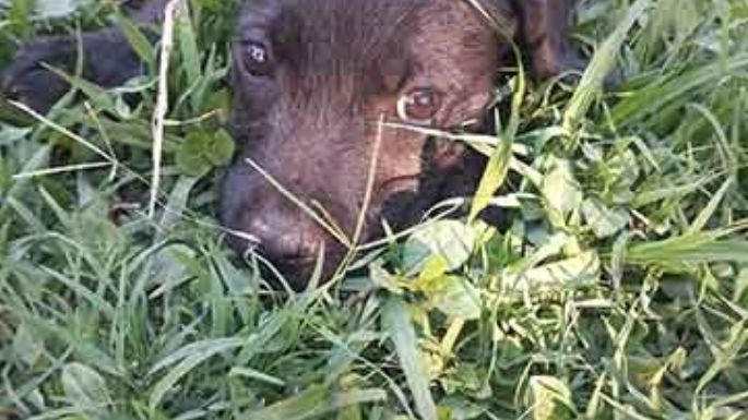 Ultimos 15 animalitos en adopción en Mi Protector