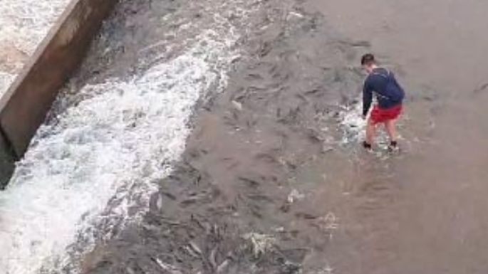 “Festival” de peces en las compuertas