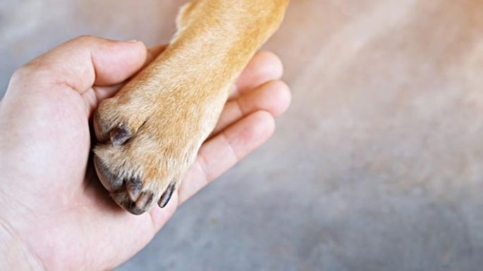 Vecinos se movilizarán por los derechos de los animales