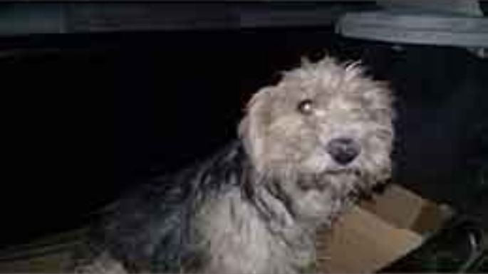 Buscan un hogar