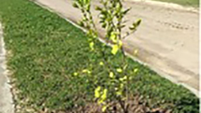 Plantaron árboles del Vivero Municipal