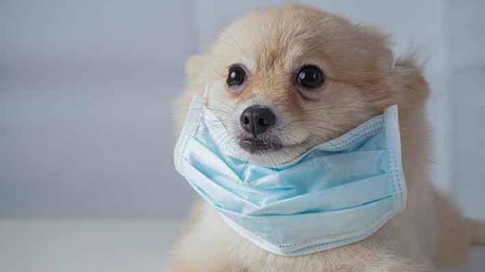 Testearán perros y gatos