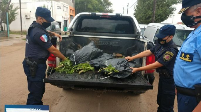 Detuvieron a un joven con 30 plantas de marihuana de un metro cada una