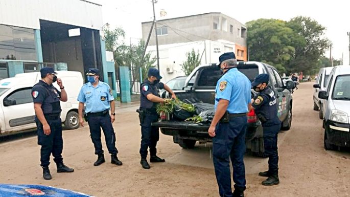 Llevaba 30 plantas de marihuana en su pick up