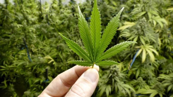 Schiaretti pidió a la Legislatura adherir al uso medicinal del cannabis