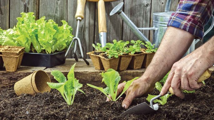 Habrá entrega de semillas para cultivar en cada hogar