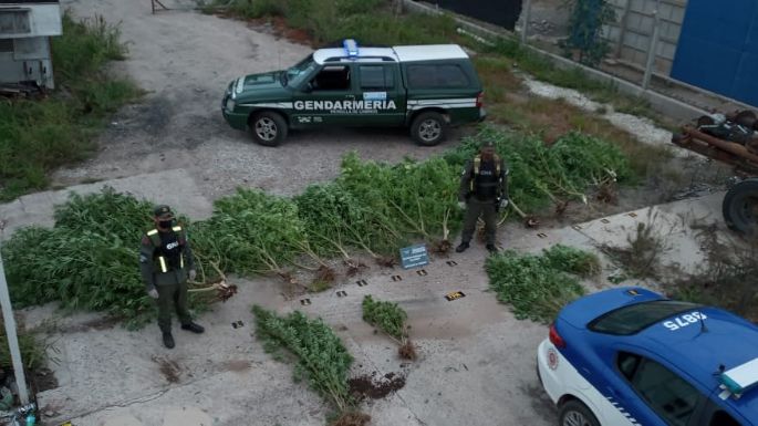 Arroyo Cabral: secuestraron 22 plantas de marihuana en operativos policiales