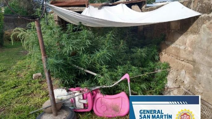 Más cannabis