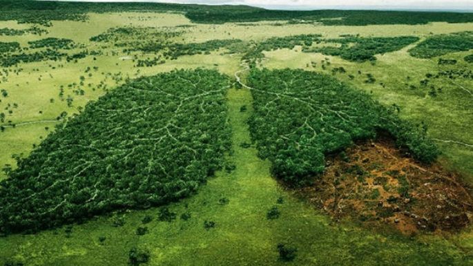 "Si seguimos con esta tasa de deforestación, en 70 años nos quedaremos sin bosques"
