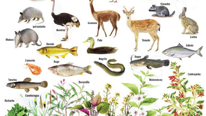Flora y fauna local, en 1874