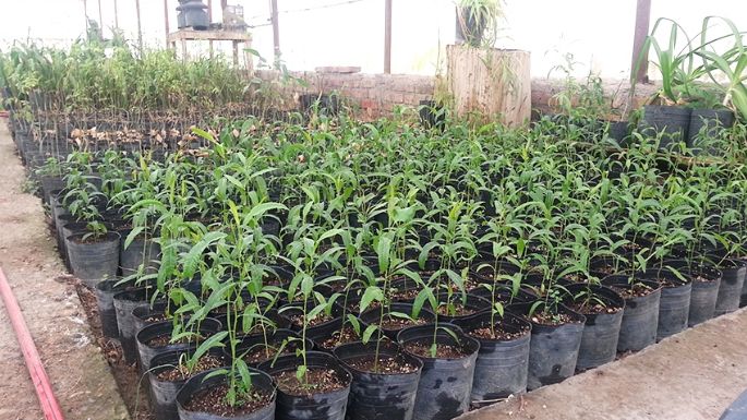 Donaron plantines de algarrobos