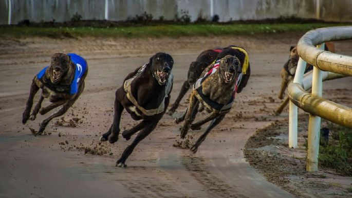 Desarticulan carrera de galgos con cerca de 400 asistentes