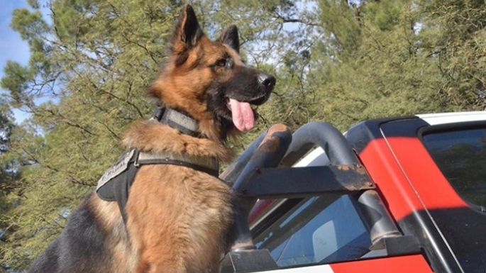 Murió Saro, el condecorado perro de la Departamental San Martín