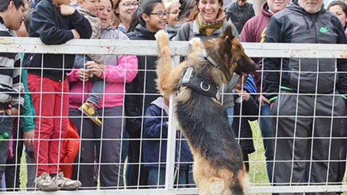 Murió Saro, el condecorado perro de la Departamental San Martín