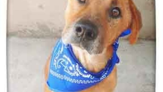 Buscan un hogar