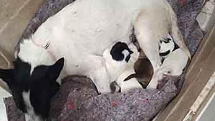 Buscan un hogar