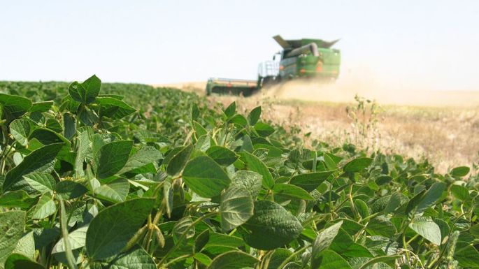 La soja alcanzó el precio más alto de los últimos ocho años