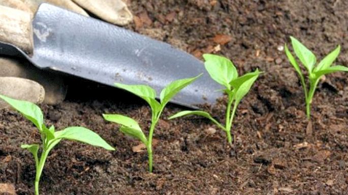 Hacia una nutrición sustentable