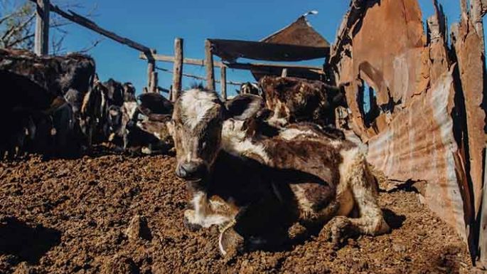 Reclaman por terneros que están muriendo a causa del hambre
