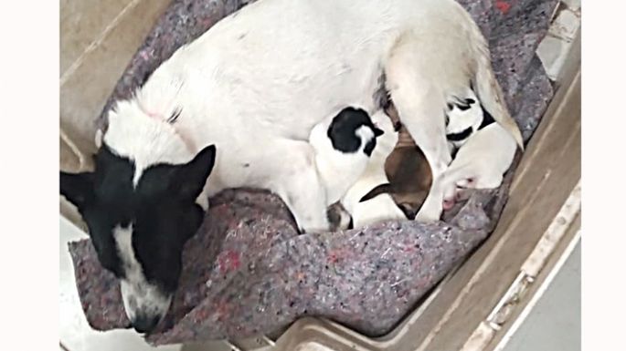 Buscan un hogar