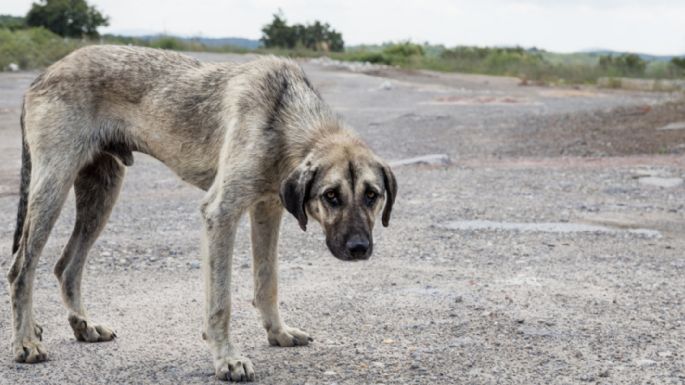[Video] Proponen crear una Oficina Municipal que recepte denuncias sobre maltrato animal