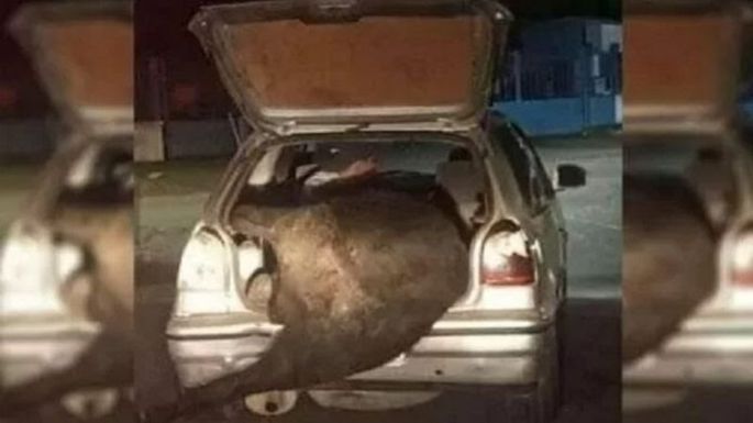 Volcó un camión con ganado y un hombre se cargó una vaca de 720 kilos en el baúl