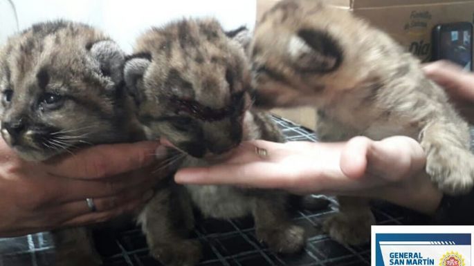 Estaba trillando y se encontró con tres cachorros de puma