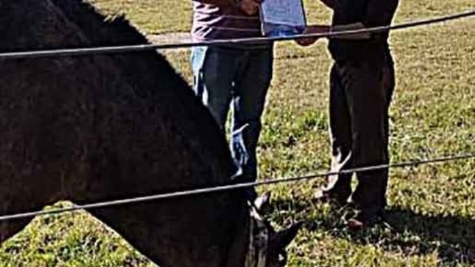 Se registraron 63 equinos
