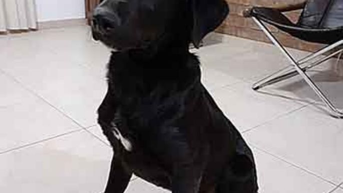 Buscan un hogar