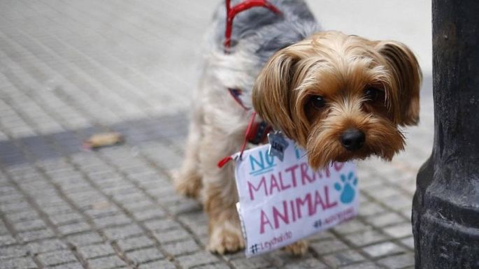 Reprograman la marcha en defensa de los animales