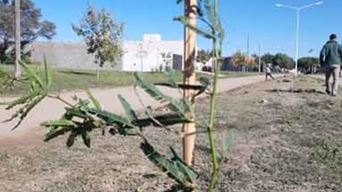 Plantaron medio centenar de árboles