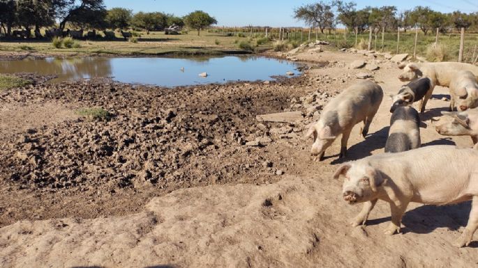 Hasta el 4 de mayo se reportaron 119 casos de triquinosis en Córdoba