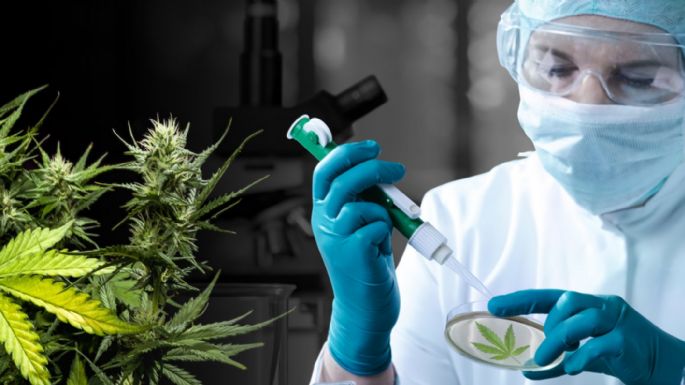 En la Universidad del Rosario se podrá estudiar el uso medicinal del cannabis