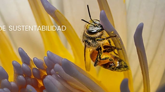 Realizan hoy un taller gratuito de compostaje