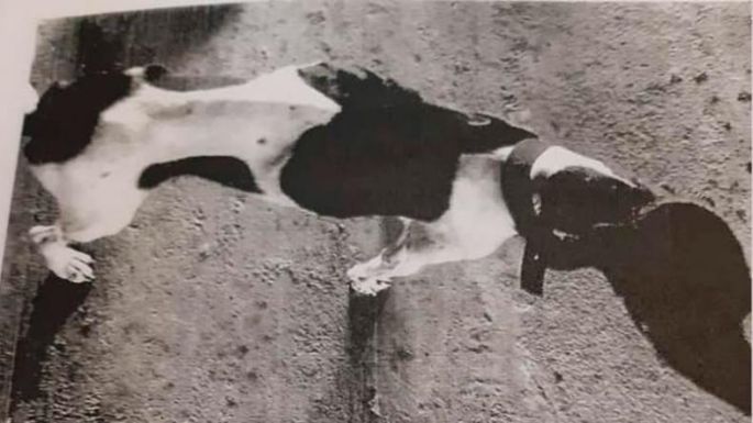 Condenaron a un hombre por no alimentar a una perra y sus seis cachorros