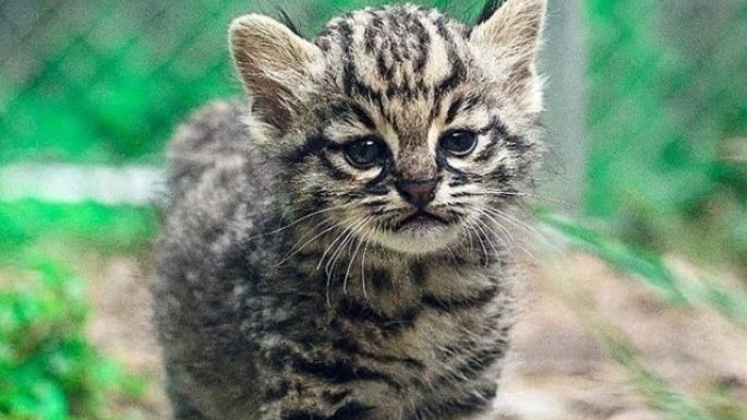 Secuestraron un gato montés y cornamentas de fauna silvestre en domicilios particulares