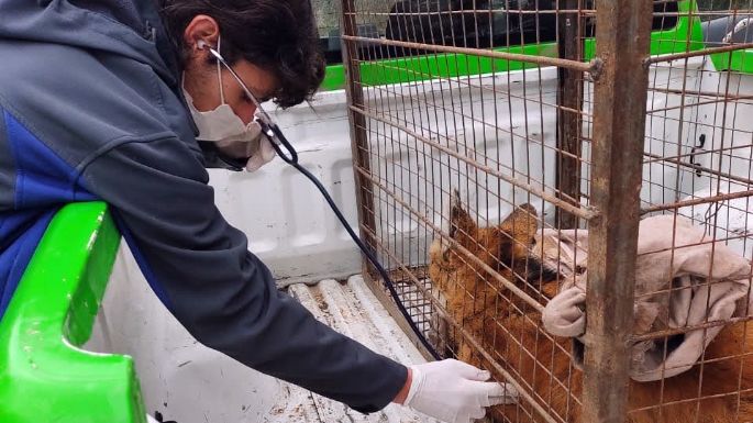 Se encuentra en grave estado la aguará guazú rescatada por Policía Ambiental